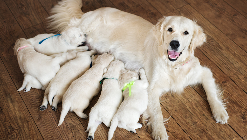 Pembroke Welsh Corgi Puppies: Care and Health Tips